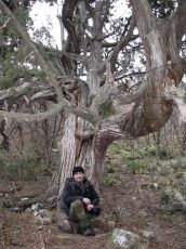 Juniperus-foetidissima_300-лет